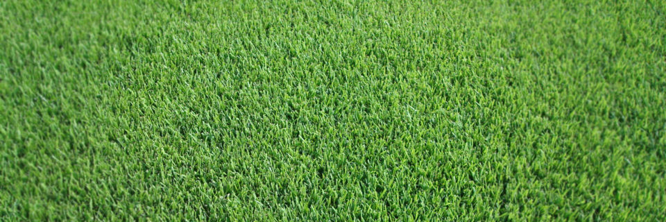 Healthy grass that is achieved through our custom application process.